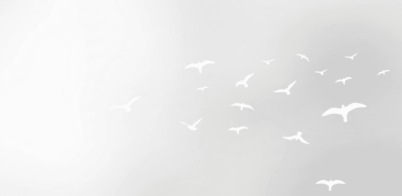 Birds flying in the sky